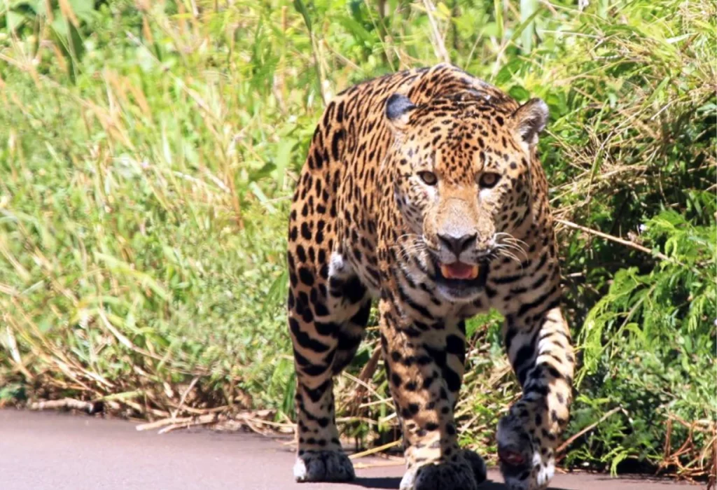 Confirman la presencia de un nuevo yaguareté en Formosa: esperanza para la región chaqueña