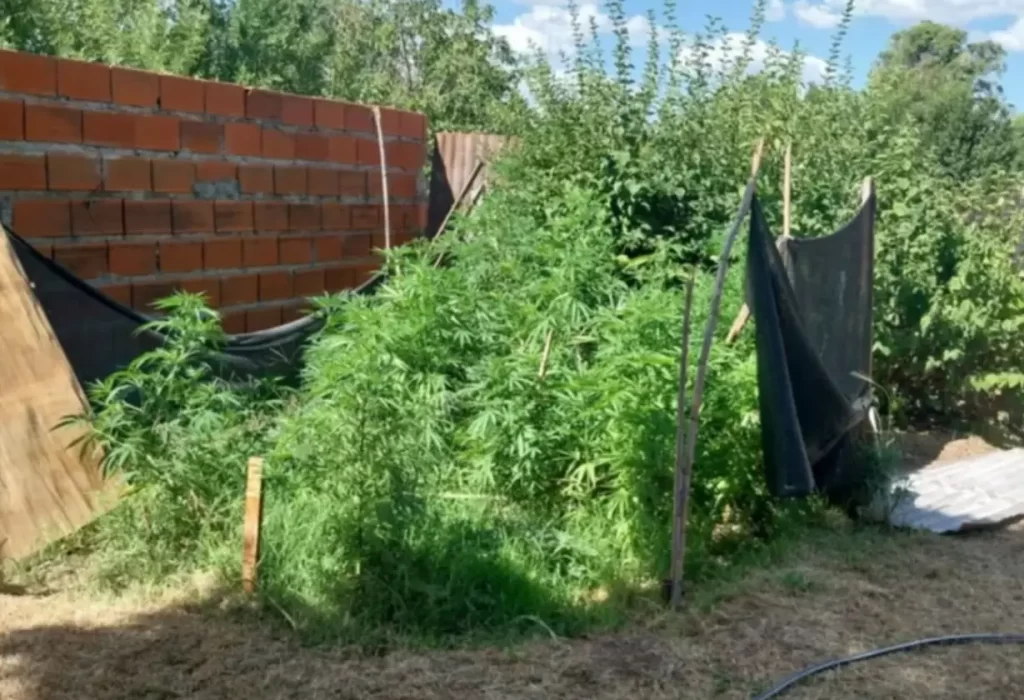 33 plantas de cannabis en Lonquimay: ¿decorativas?
