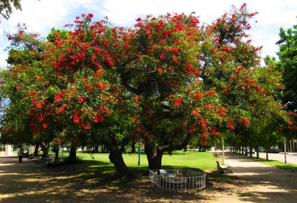 El Ceibo: La Flor Nacional de Argentina y su Significado Cultural