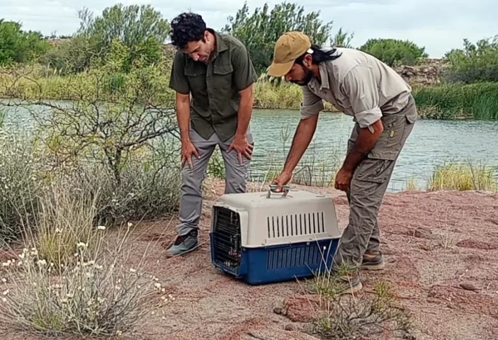 Liberan lagarto colorado en la reserva Pichi Mahuida