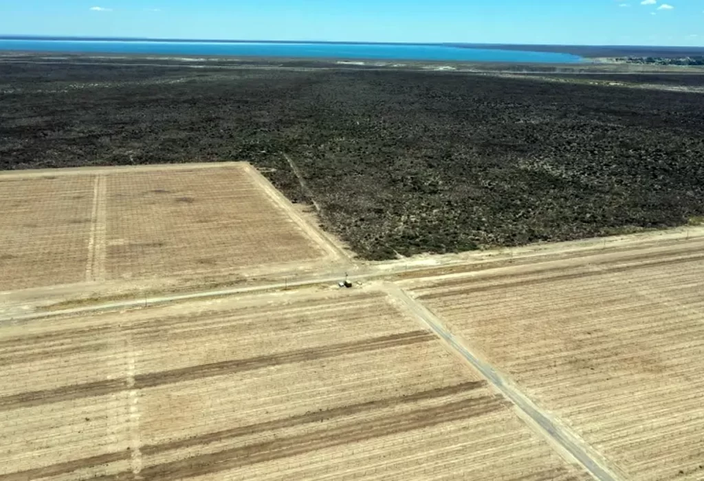 El auge del pistacho en Casa de Piedra revoluciona la producción en La Pampa