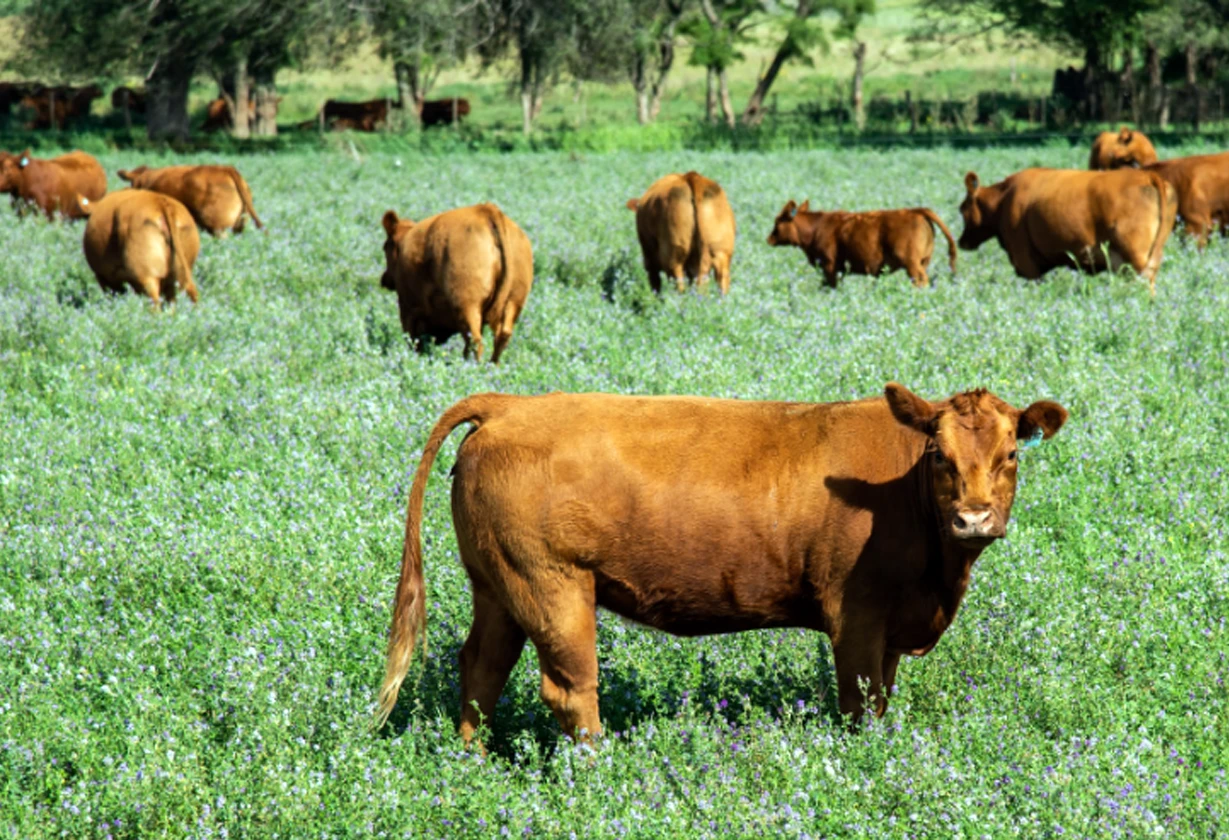 campo