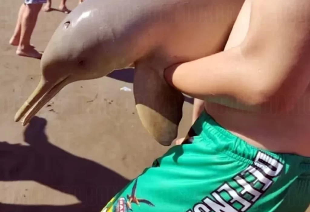 Tragedia en Mar del Tuyú: un delfín muere tras ser sacado del agua por un turista