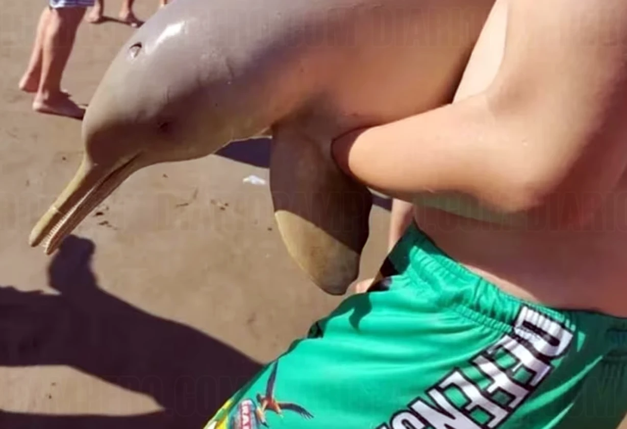 delfin