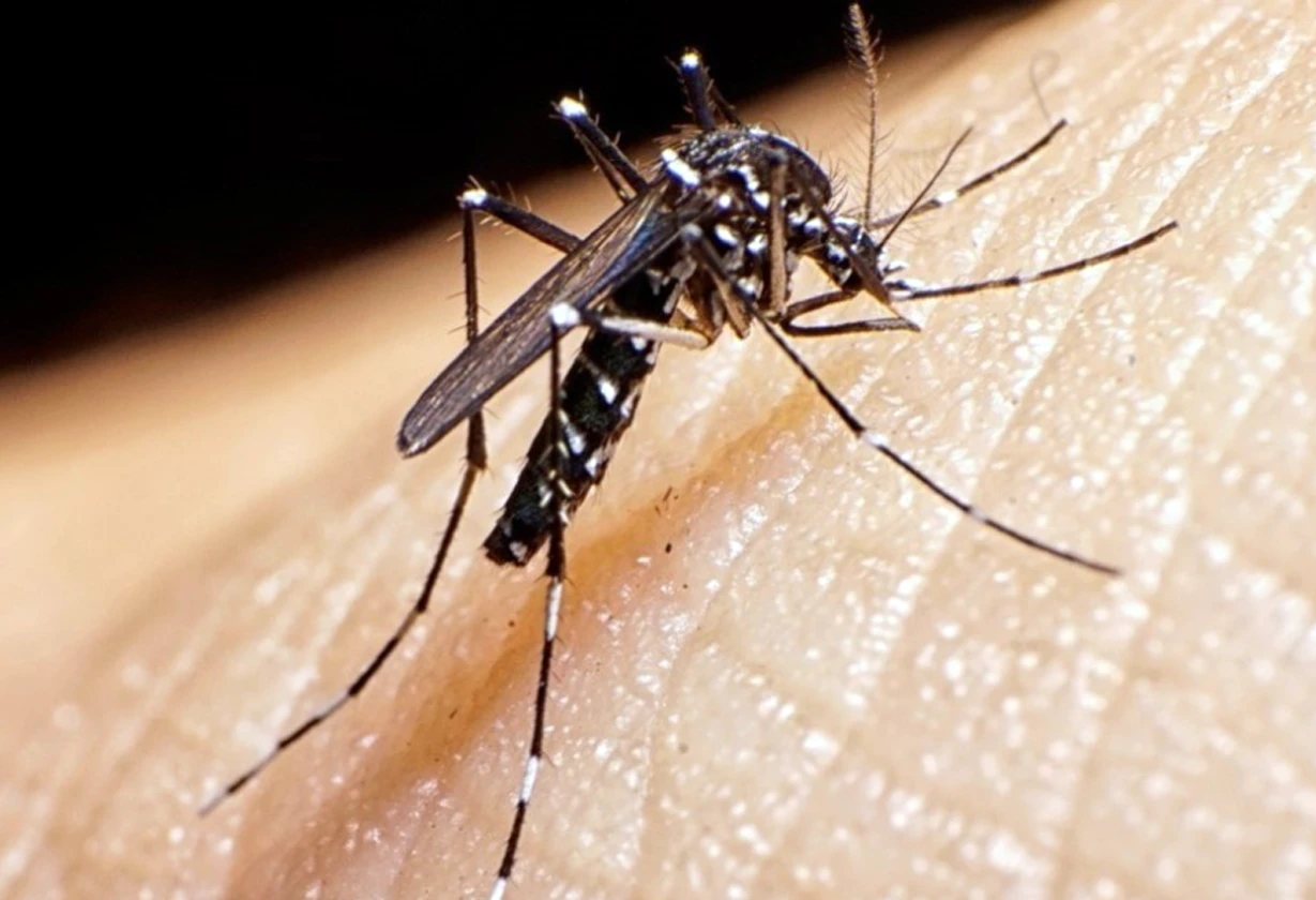 dengue2