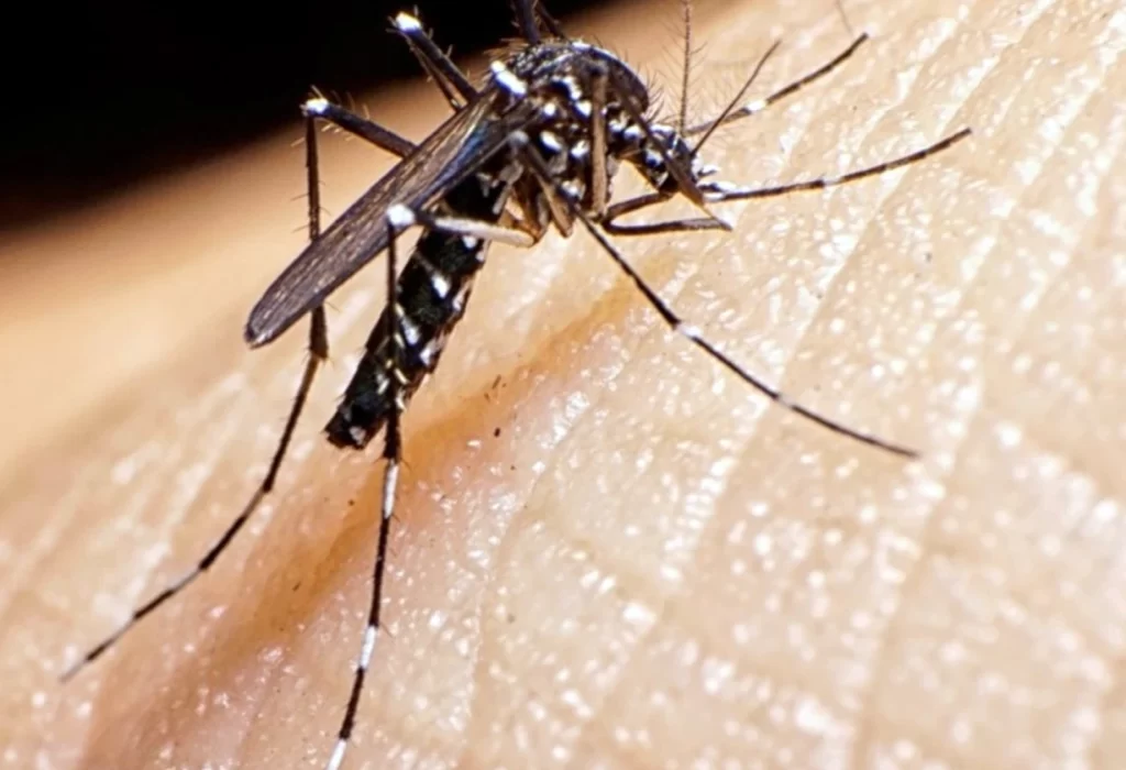 Dengue en La Pampa: 17 casos confirmados en lo que va del año