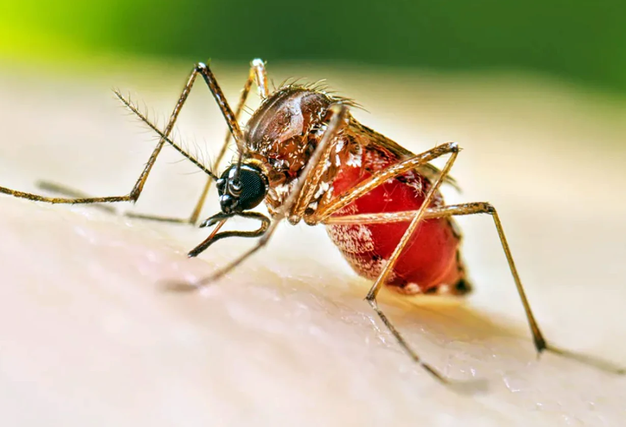 dengue4