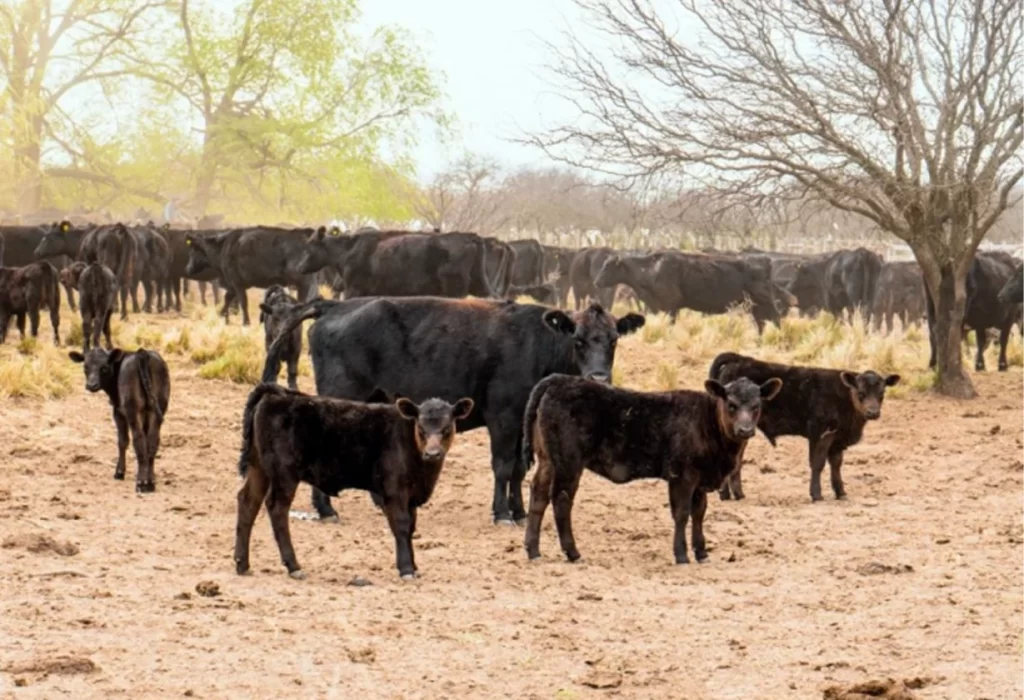 Nación avala emergencia agropecuaria en La Pampa tras dos meses