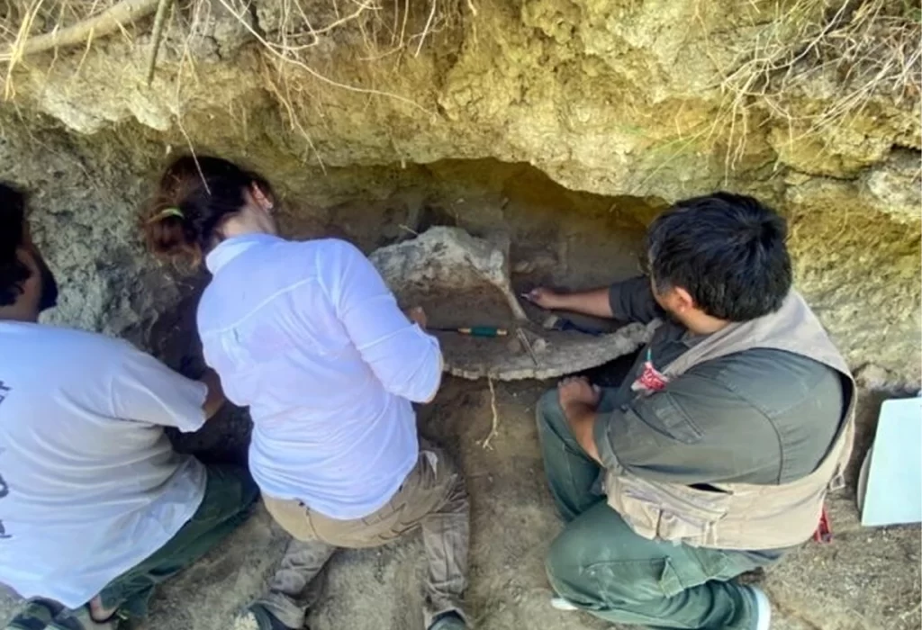 Descubren fósiles de un gliptodonte en el Río Luján