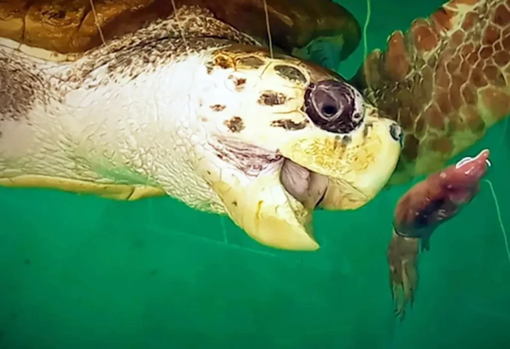 Cierre del acuario de Mar del Plata: el tortugo Jorge volverá al mar