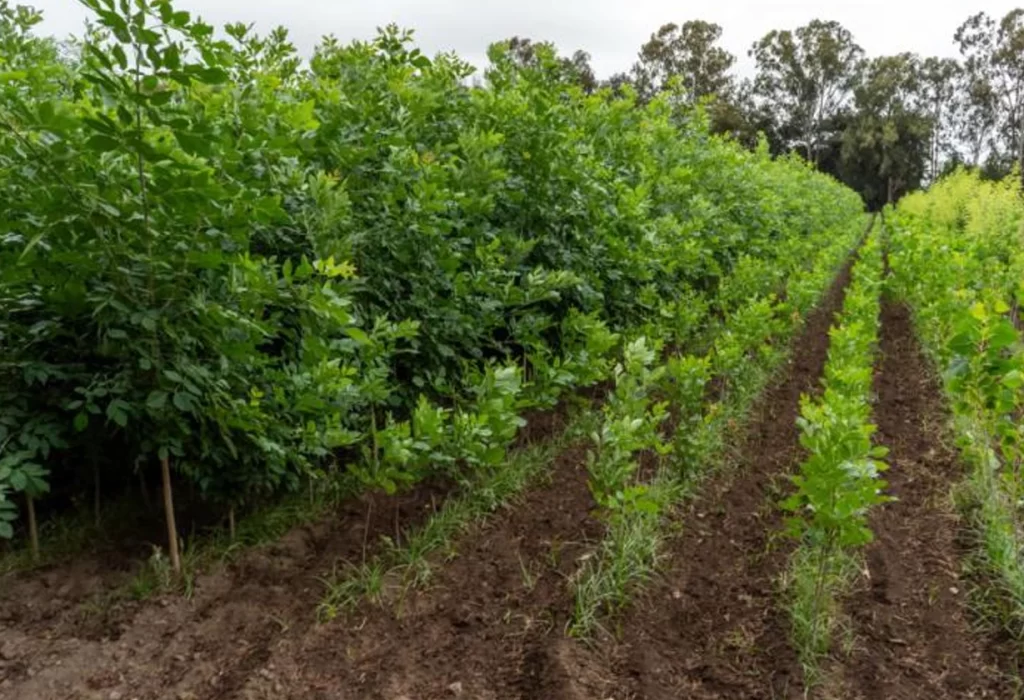 Recursos Naturales lanza su venta anual de plantas el 17 de marzo
