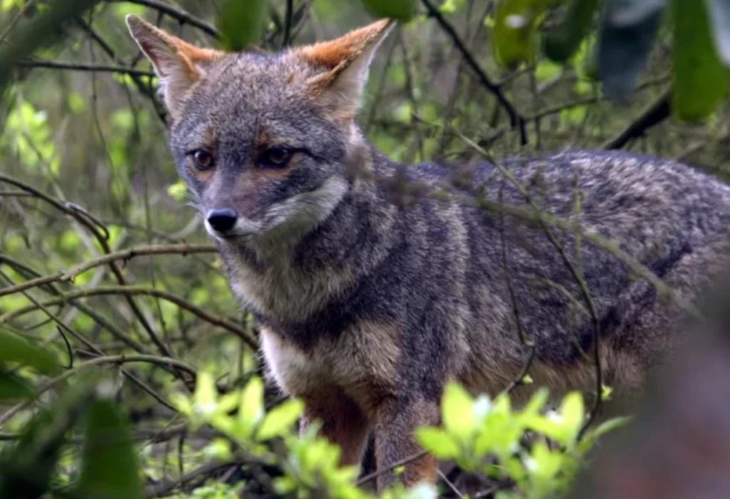 Protección de la vida silvestre: un compromiso global cada 3 de marzo