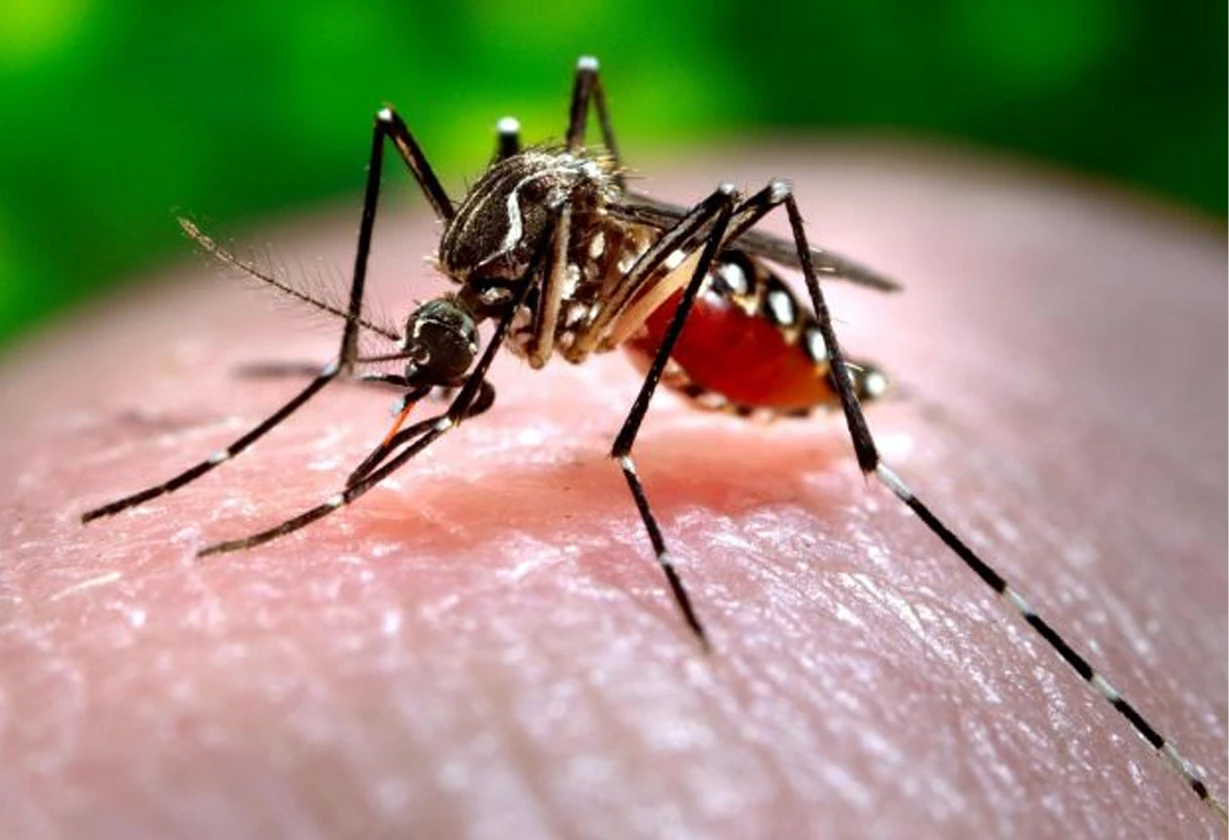 dengue