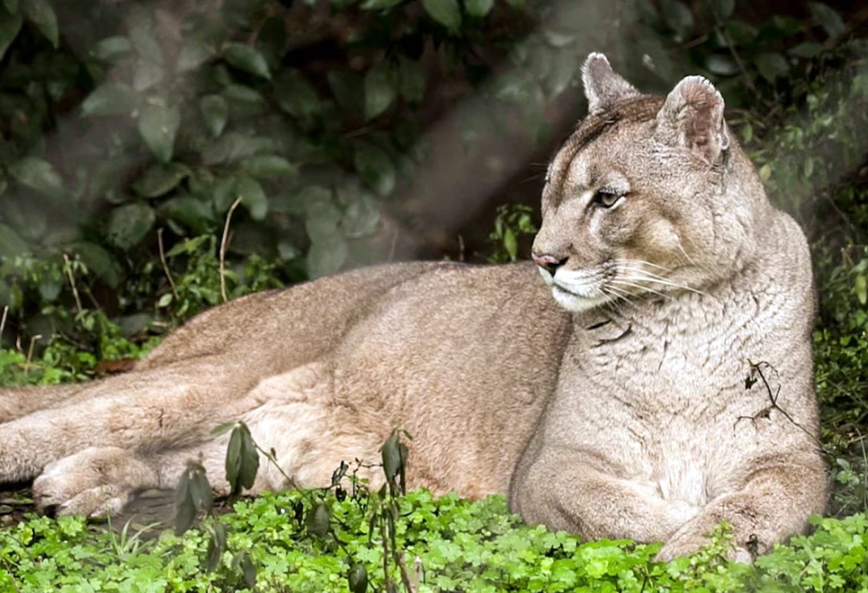 puma