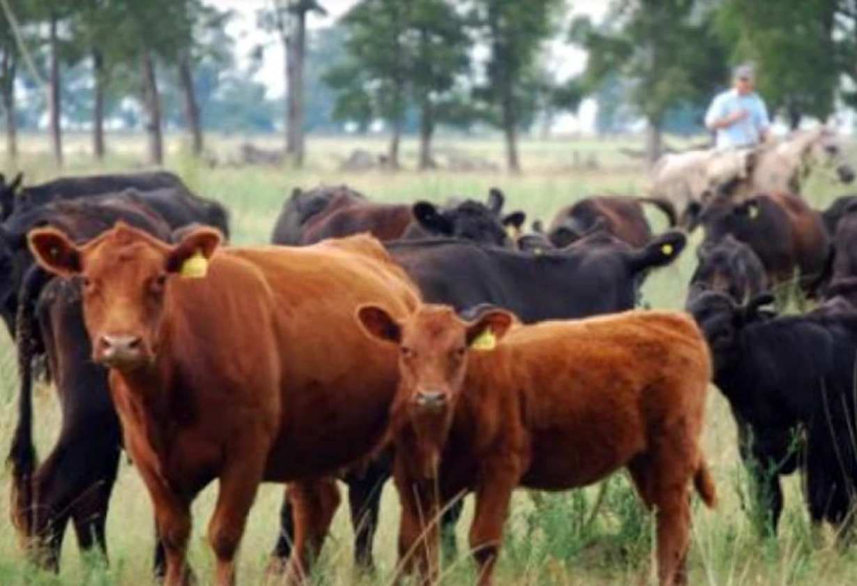 vacas