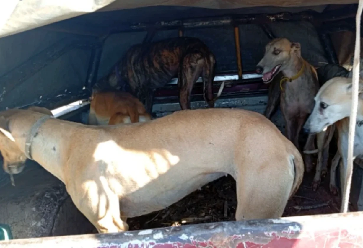 galgos