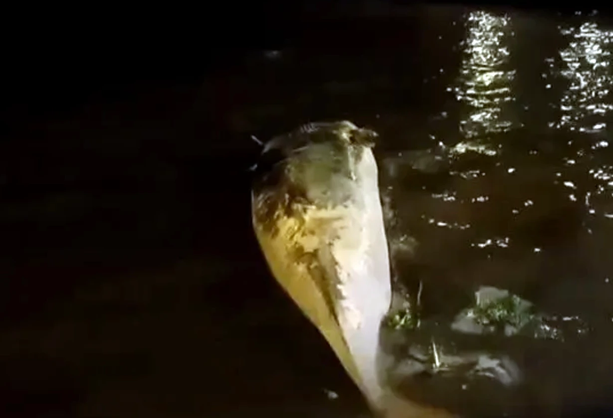ballena