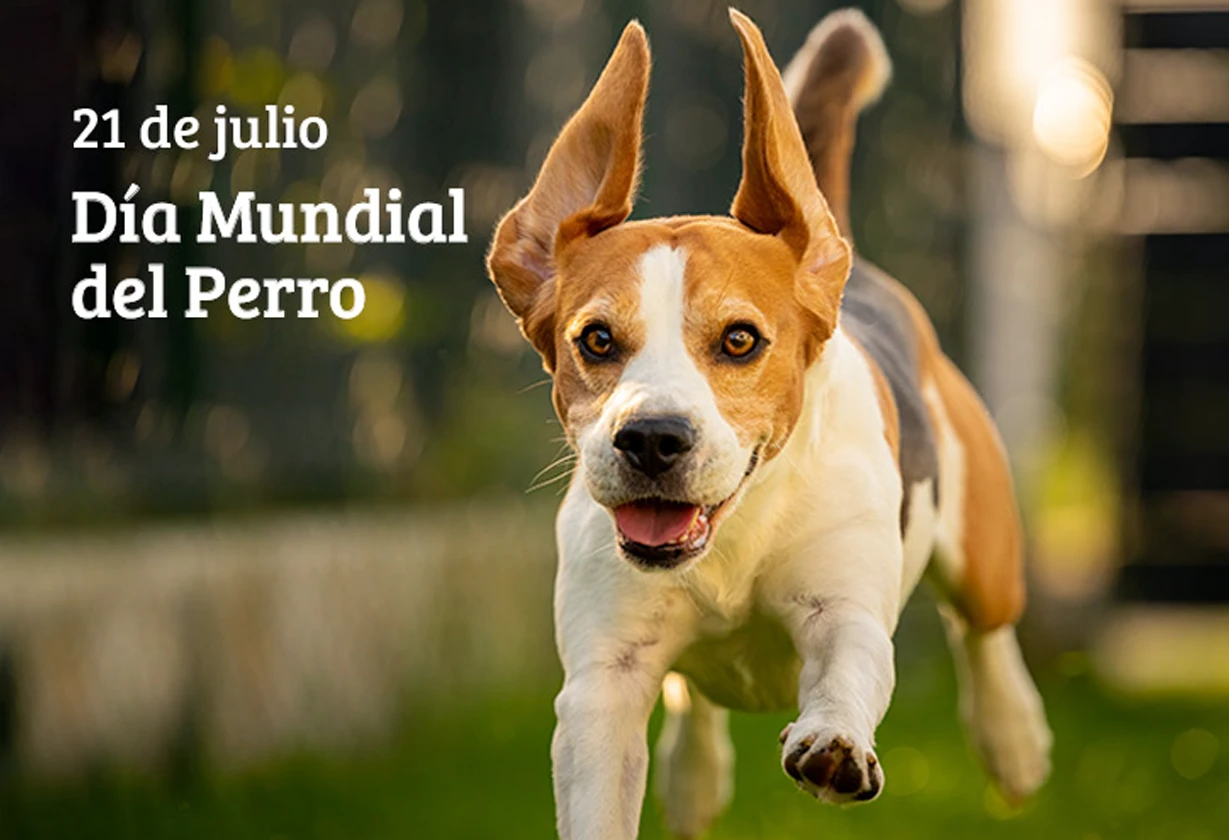 perroDia