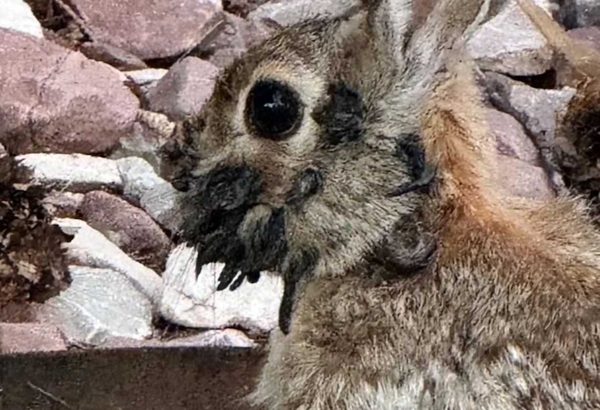 conejo