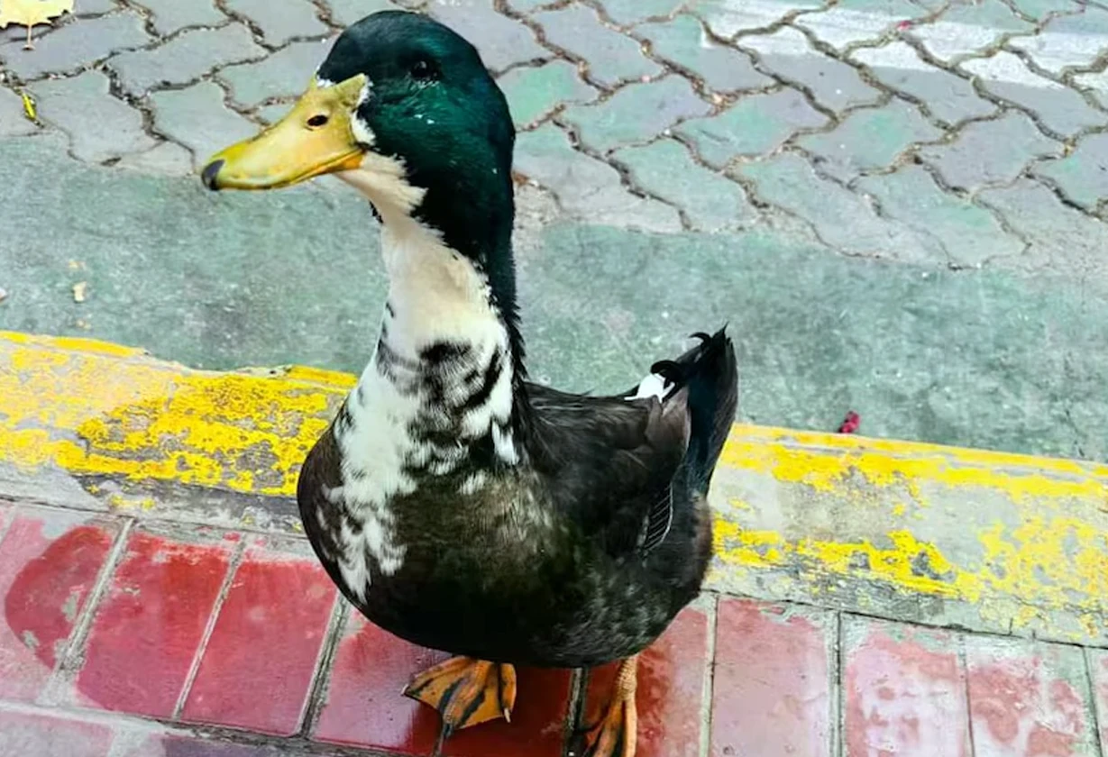 pato