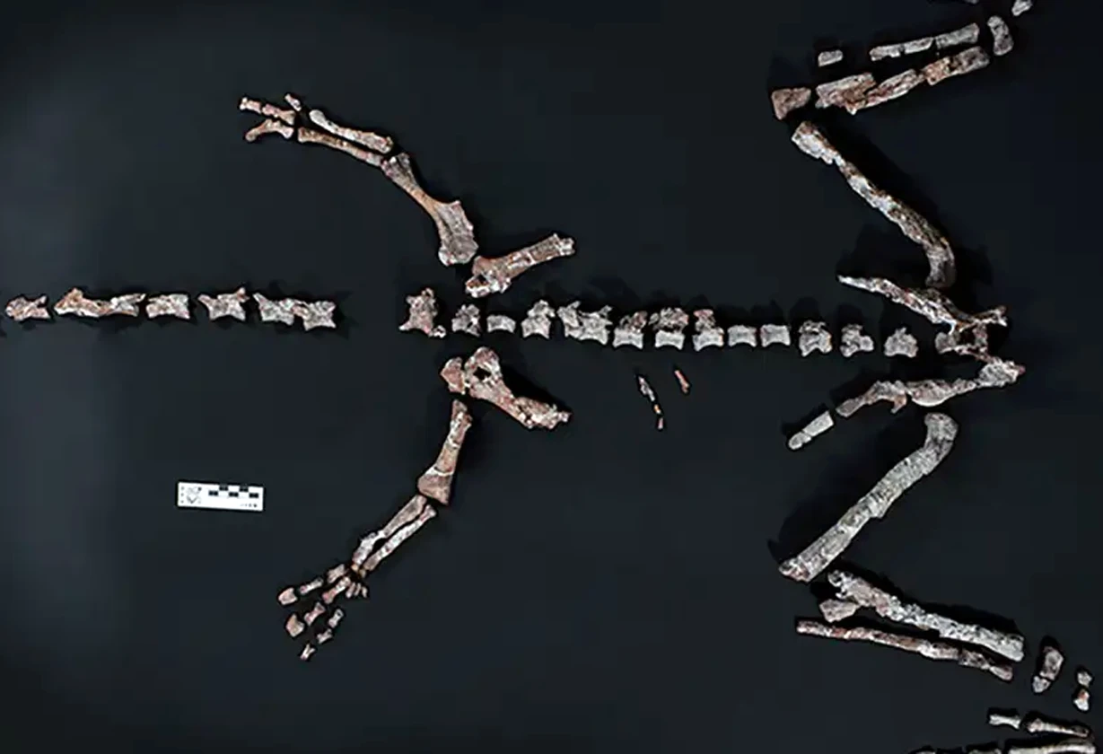 dino