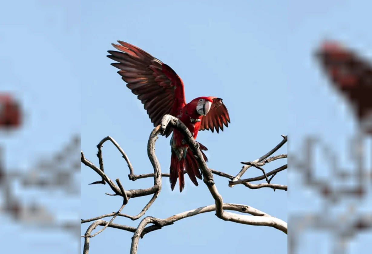 loro