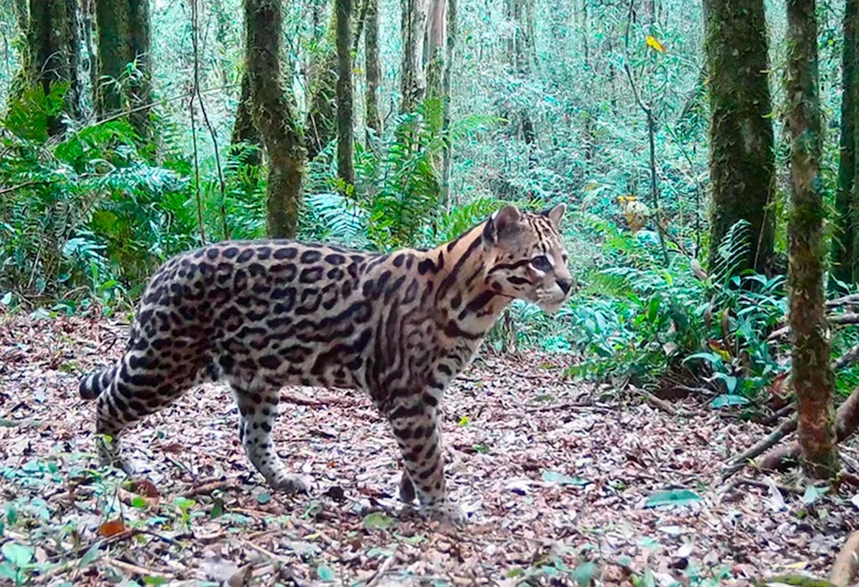 ocelote