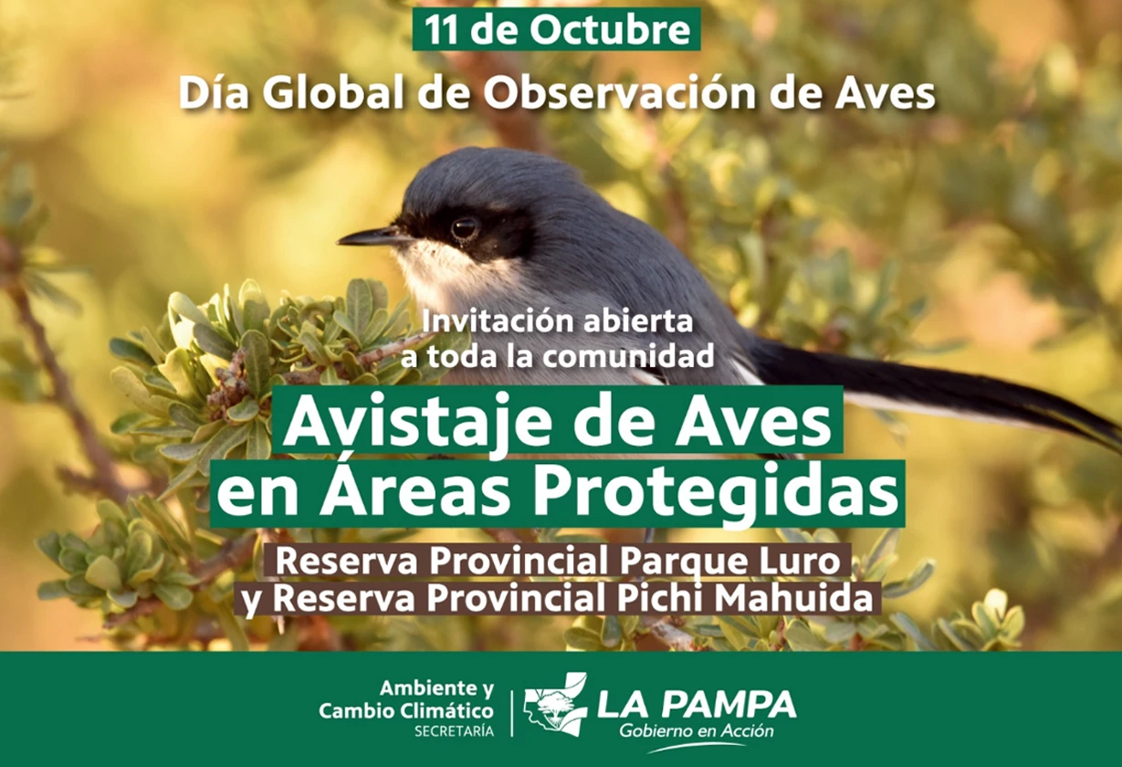 pajarito