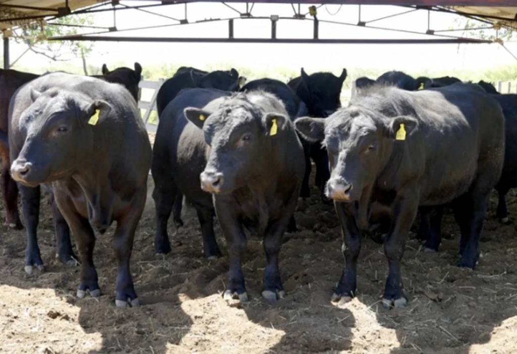 La Pampa impulsa la ganadería con entrega de 20 toros de alta genética en Santa Isabel