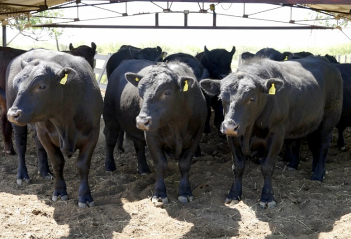 toros