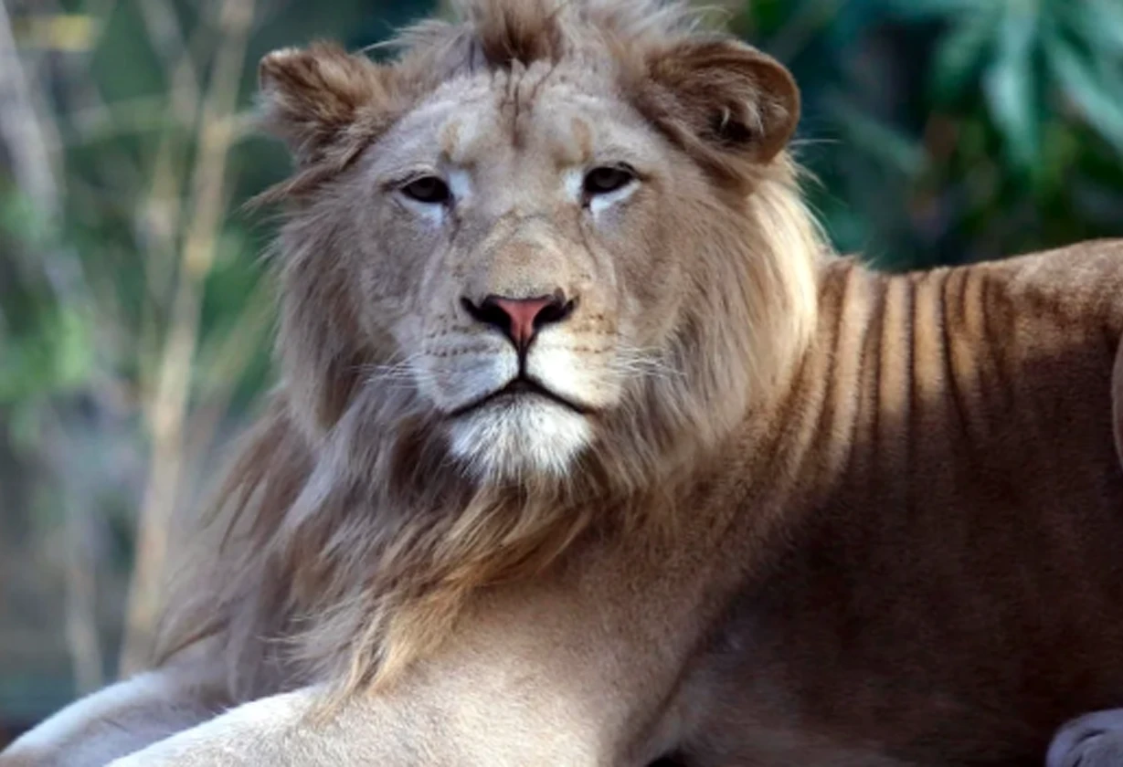 zoo