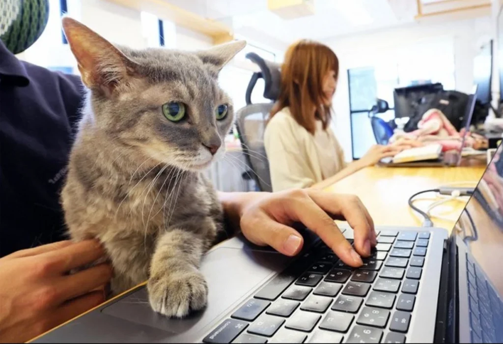 Una firma japonesa de ingeniería adopto gatito para mejorar el entorno laboral