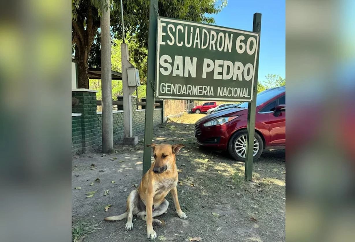 PerroJujuy