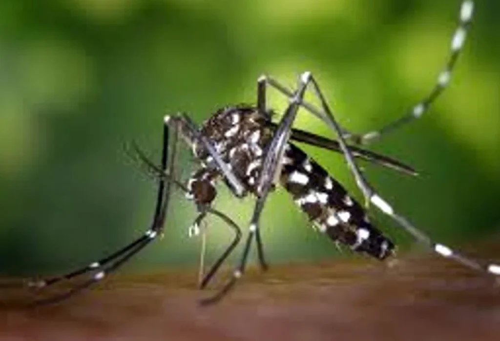 Argentina refuerza la prevención tras un nuevo caso de dengue y 77 infecciones de Coqueluche