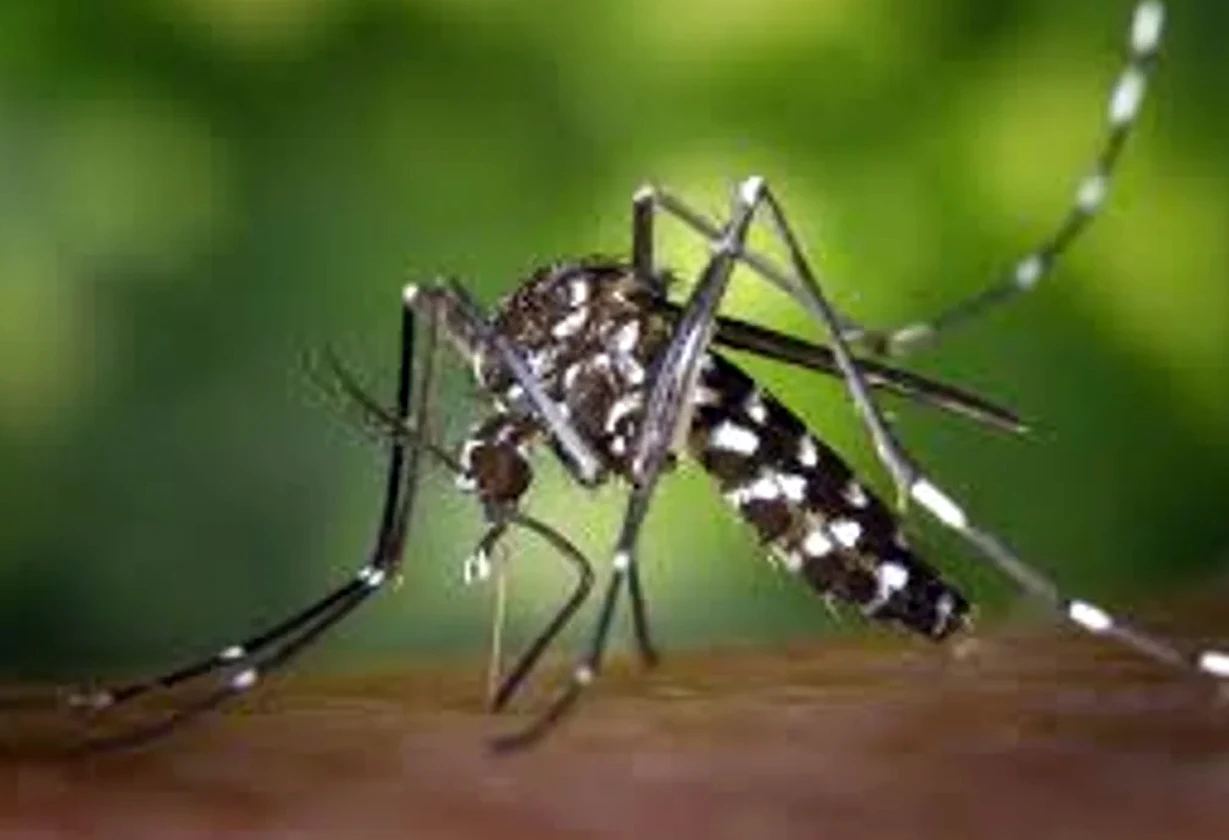 epidemia