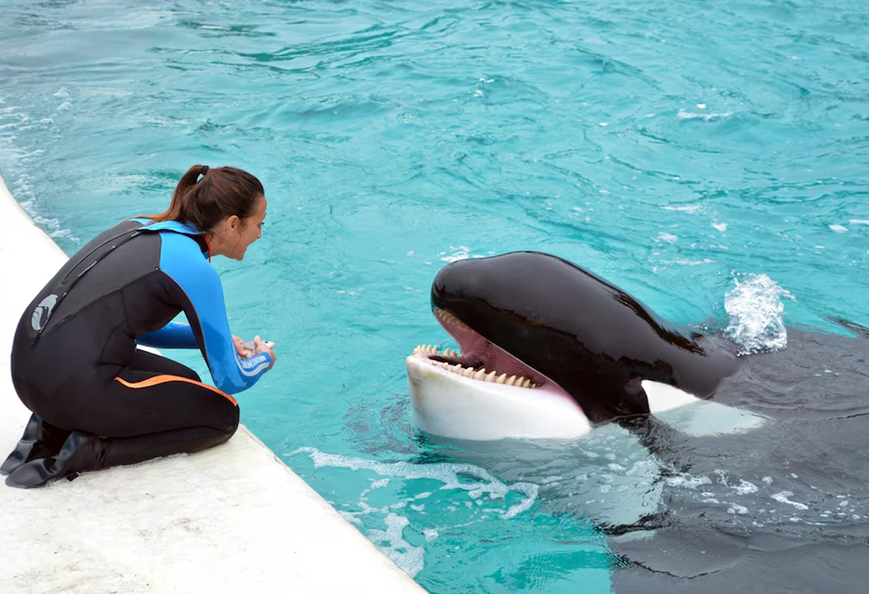 orca