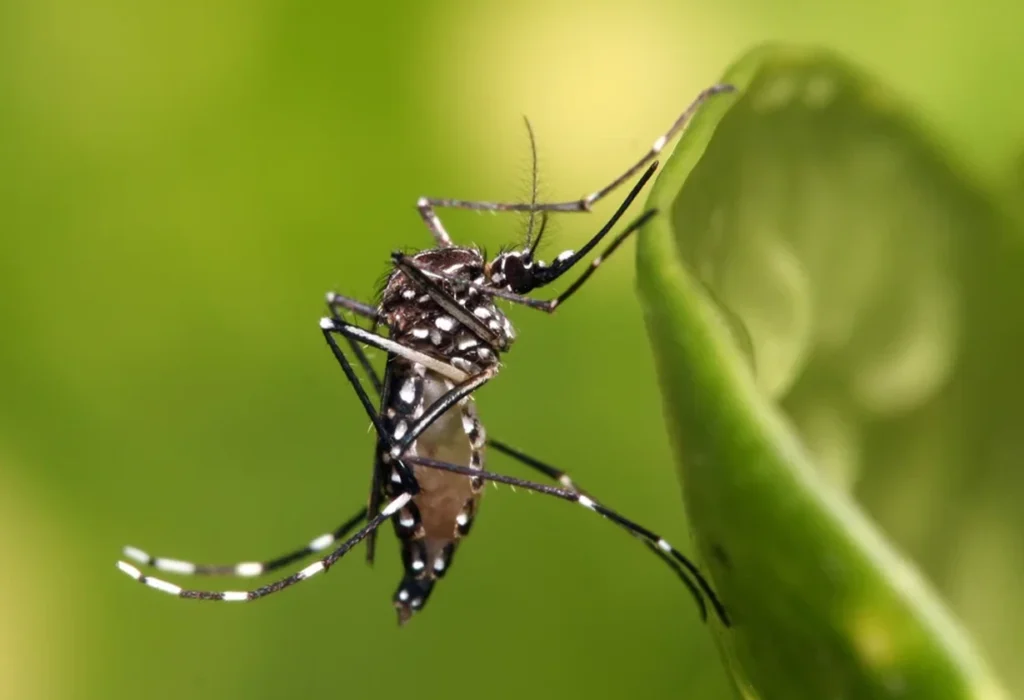 Dengue en Argentina: confirman un nuevo caso importado y alertan por la circulación de tres cepas en el país