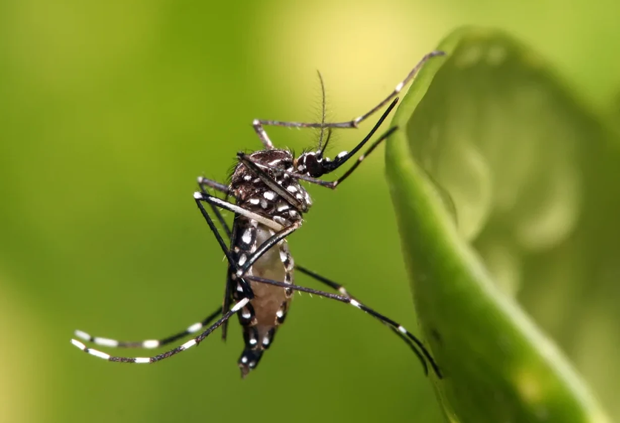 dengue