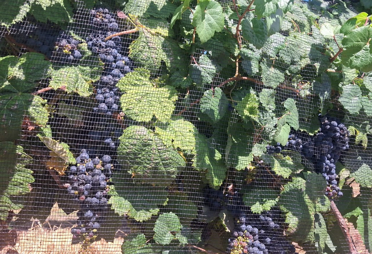 uvas