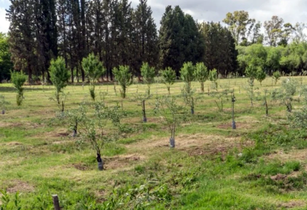 Comenzó la venta de plantas en viveros forestales provinciales
