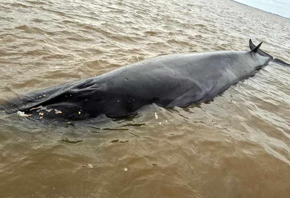 ballena_Portada