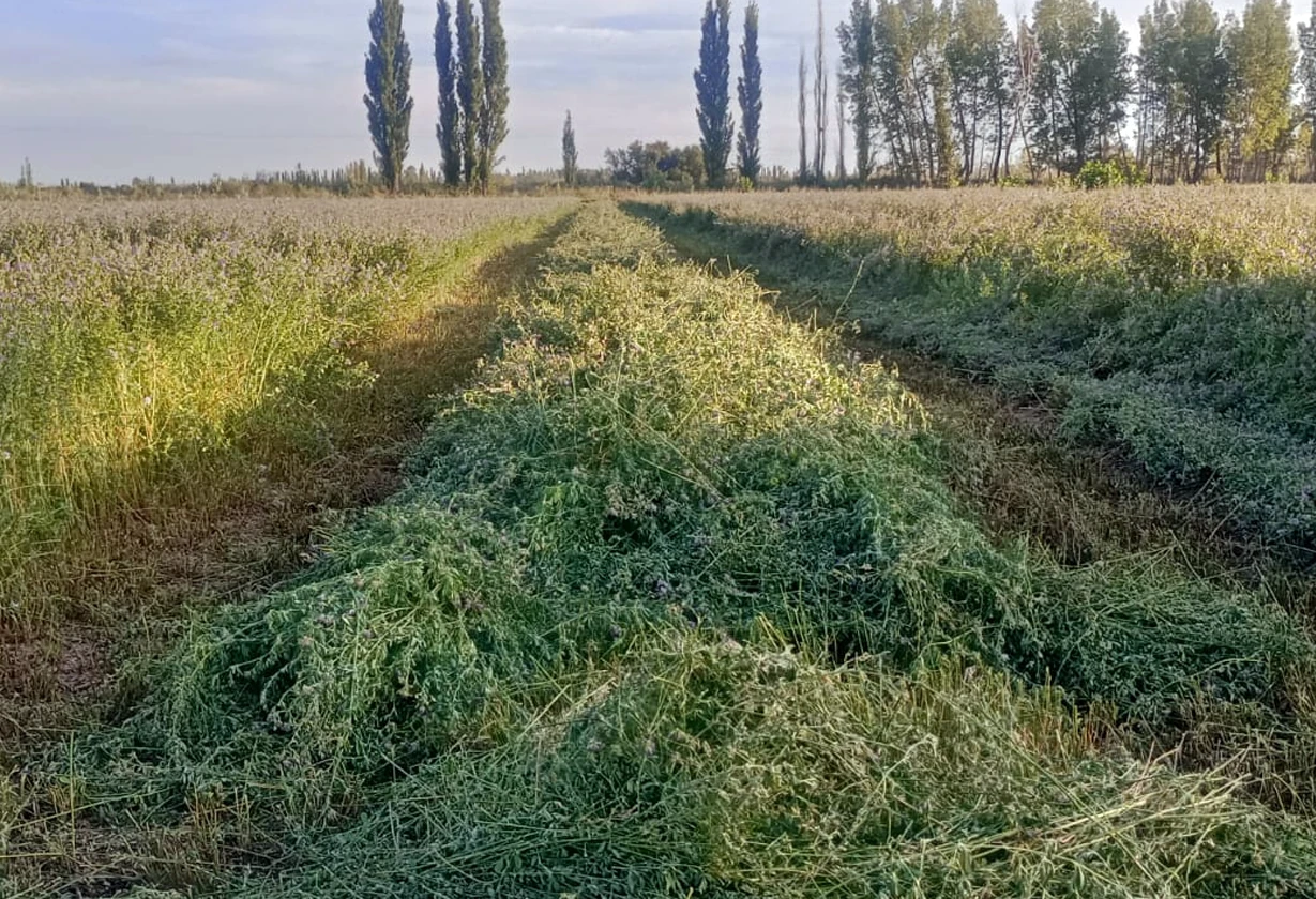 alfalfa_Portada