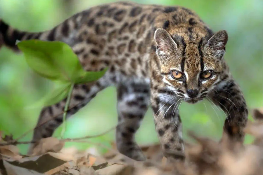 Descubren en Bolivia un nuevo felino tras 100 años