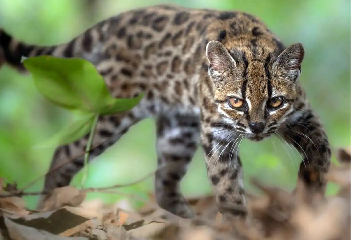 Leopardus-Tilcayo