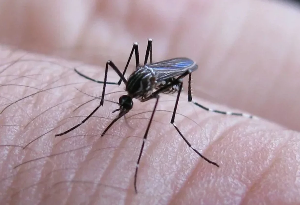 Dengue: confirmaron un nuevo caso en Buenos Aires