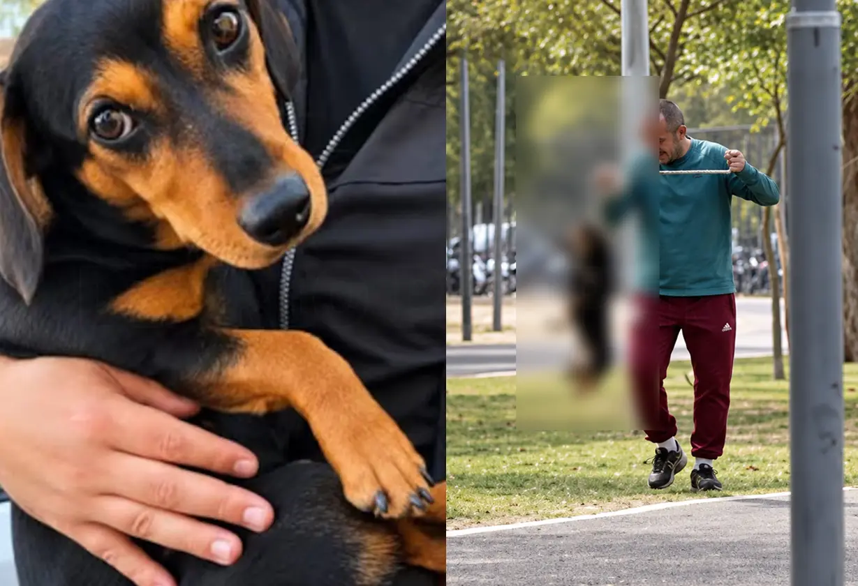 maltrato-animal-rescataron-a-un-perro-en-catamarca