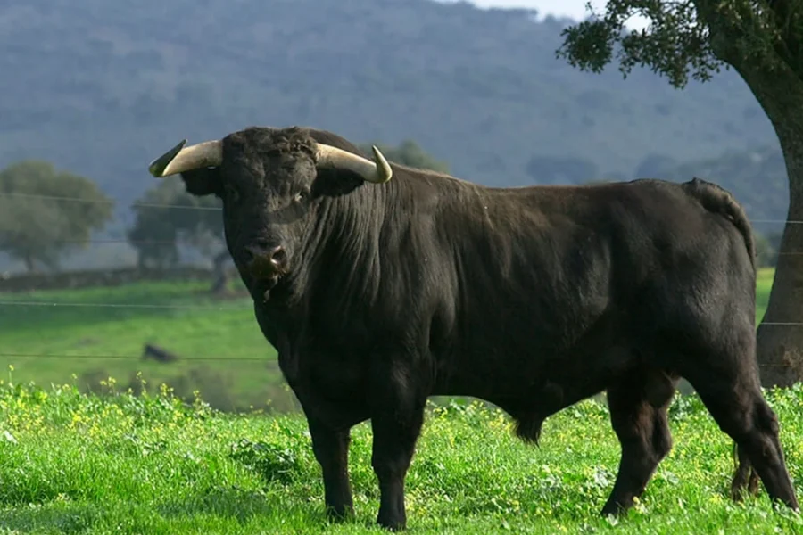 Murió un productor rural tras ser embestido por un toro