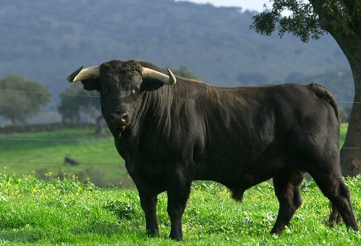 Murió un productor rural tras ser embestido por un toro