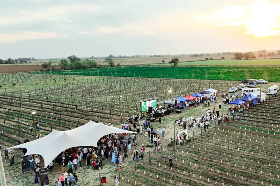 Vinos pampeanos: primavera entre vides en Trenel