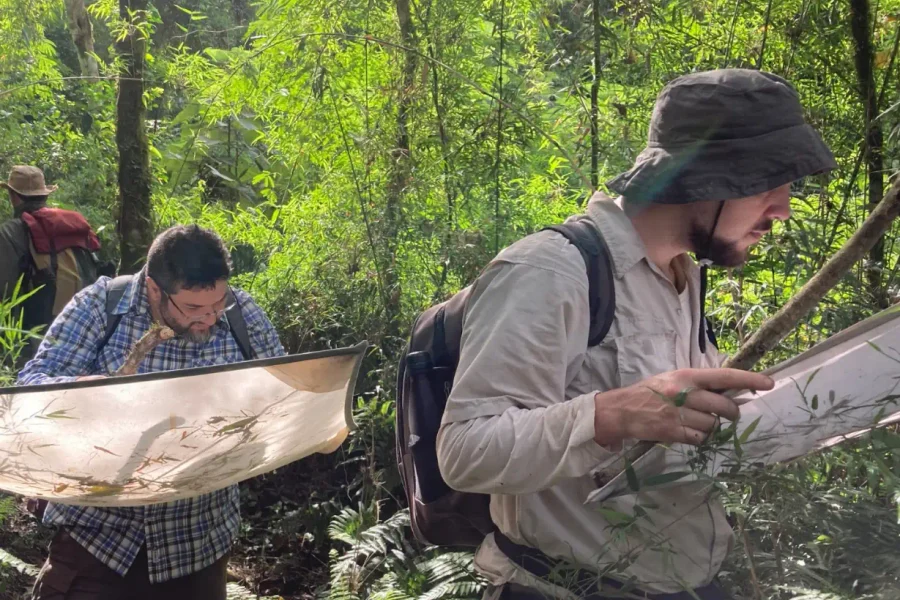 Cuatro especies de arañas suman registros para Argentina